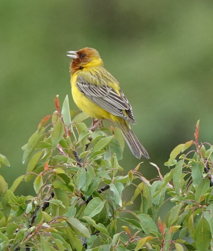 Red-headed Bunting - ML619607303