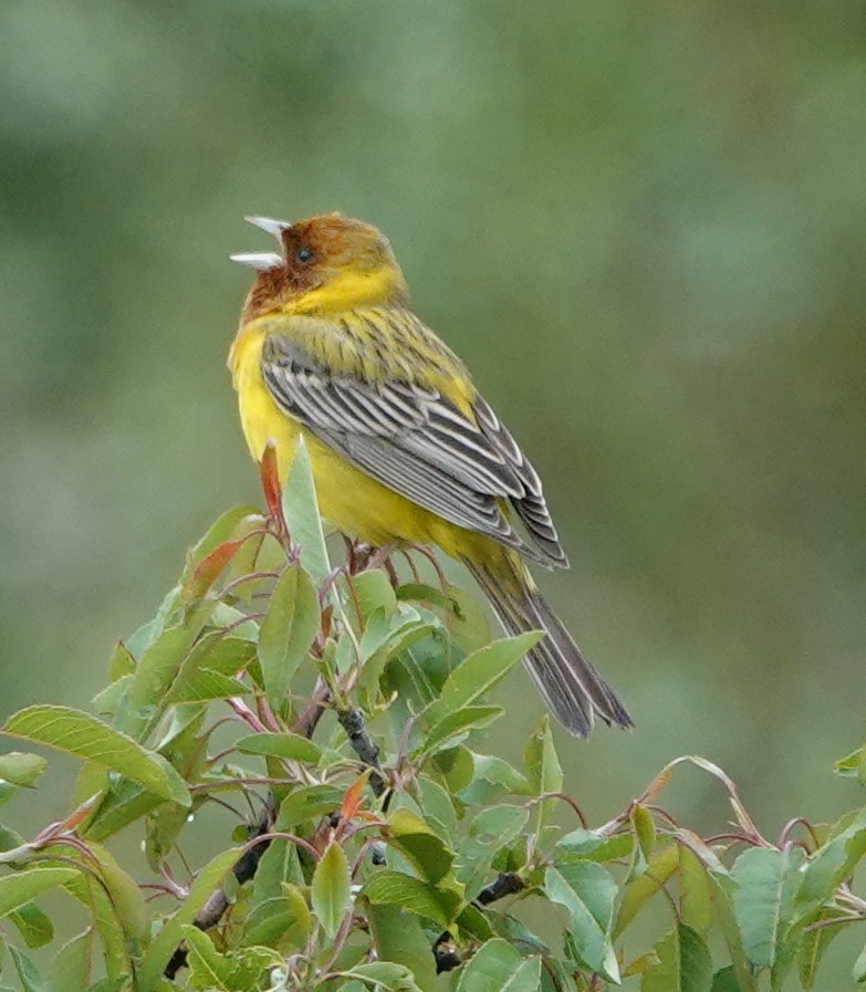 Red-headed Bunting - ML619607304