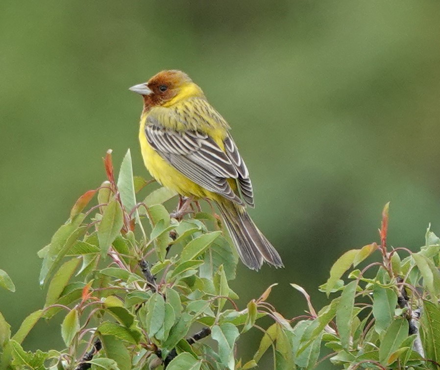 Red-headed Bunting - ML619607305