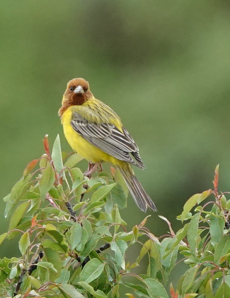 Red-headed Bunting - ML619607306