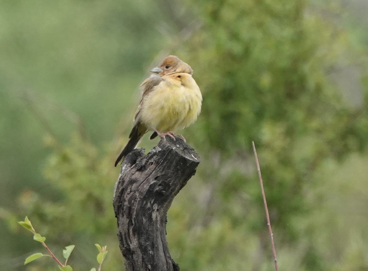 Red-headed Bunting - ML619607307