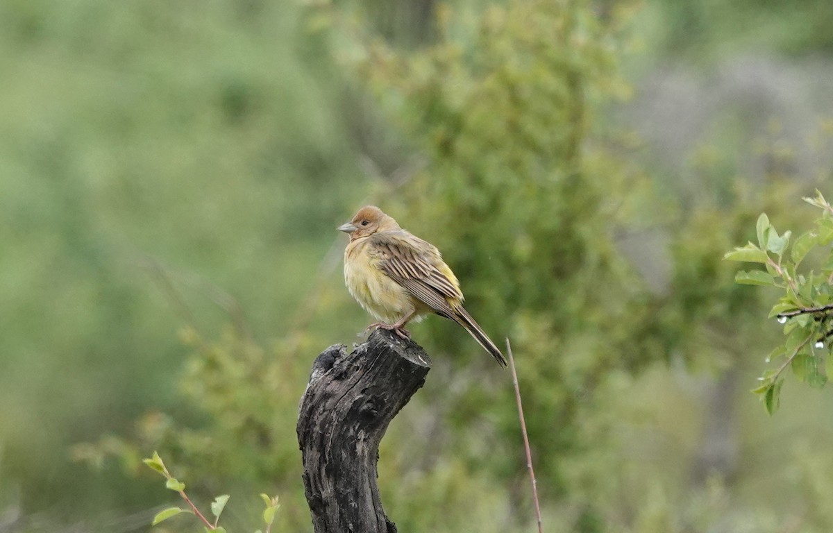 Red-headed Bunting - ML619607308