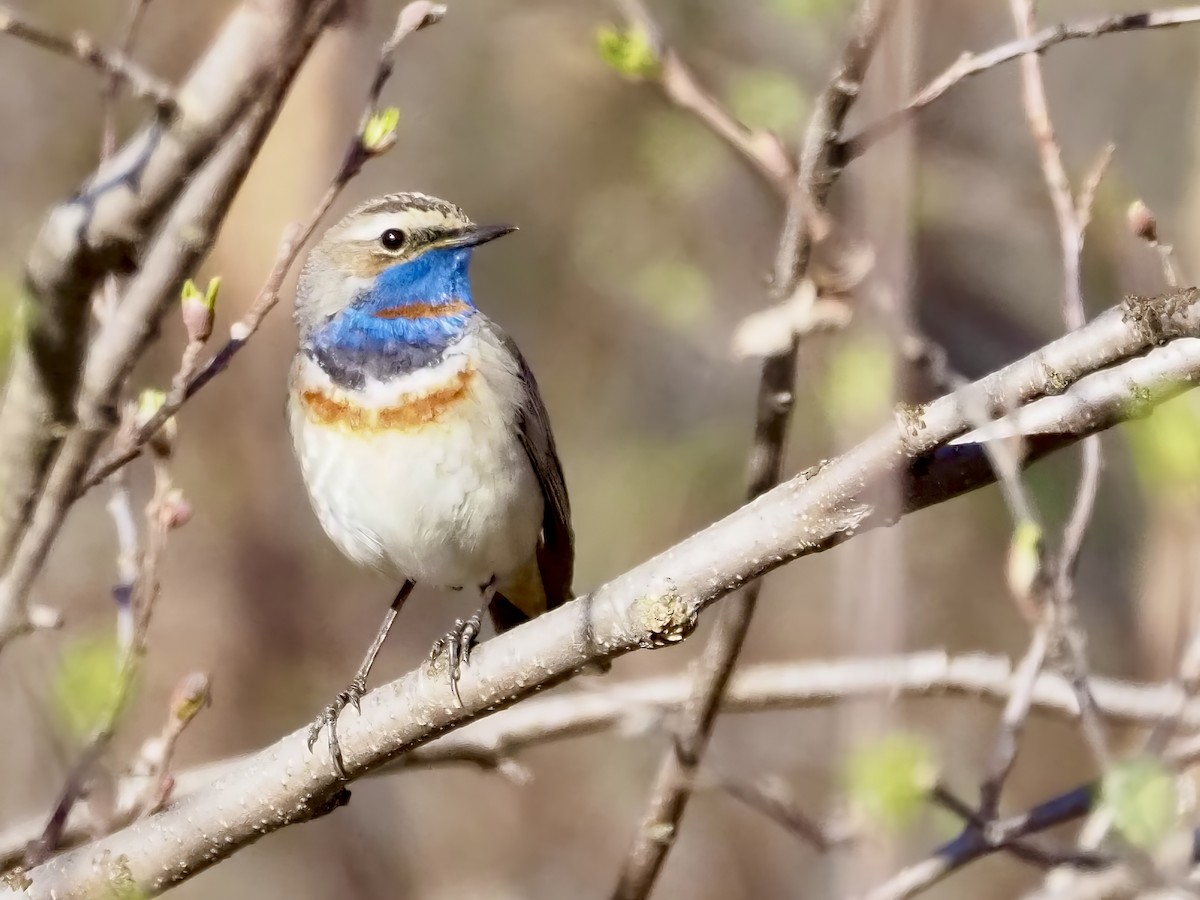 Bluethroat (Red-spotted) - ML619607316