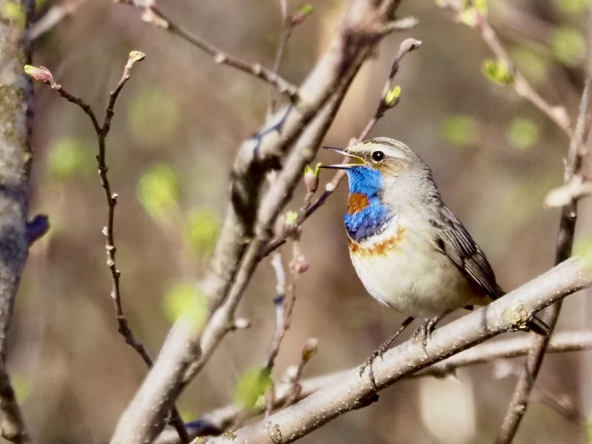Bluethroat (Red-spotted) - ML619607324