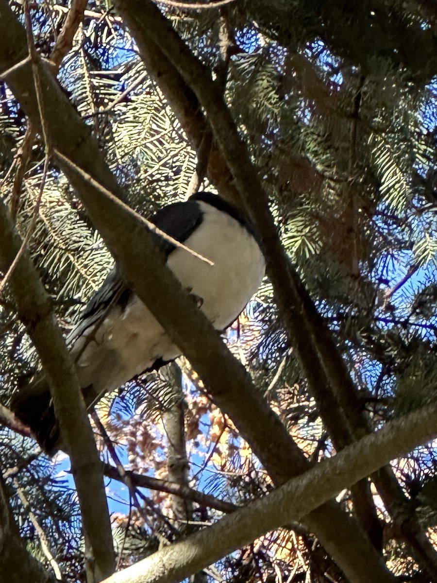 holub maorský - ML619607351