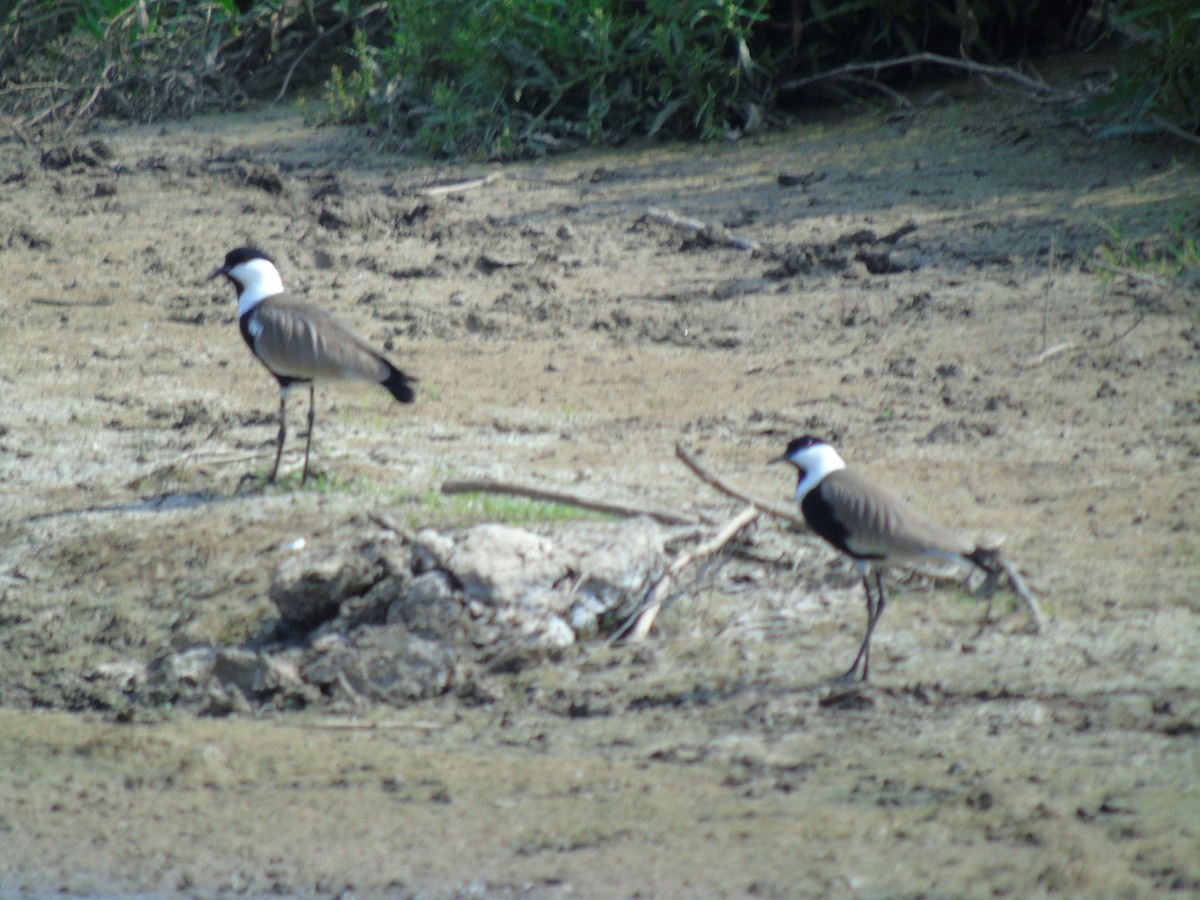Spur-winged Lapwing - ML619607379