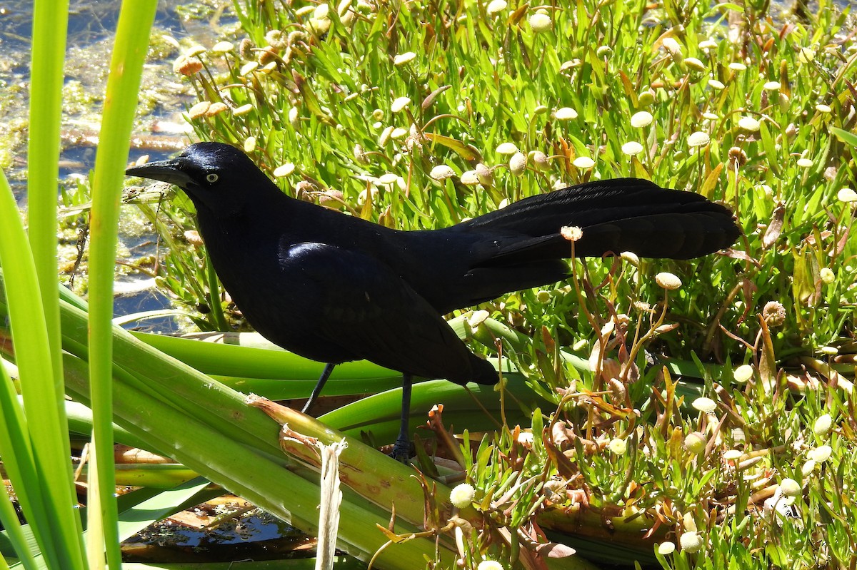 Great-tailed Grackle - ML619607431