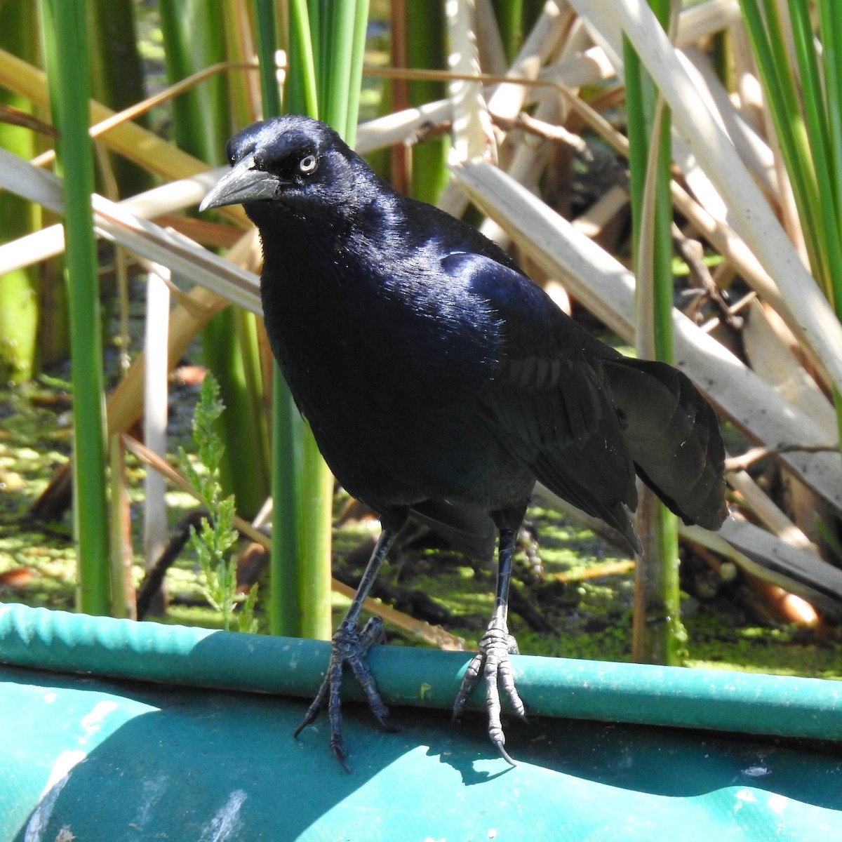 Great-tailed Grackle - ML619607443