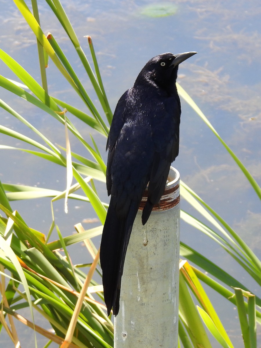 Great-tailed Grackle - ML619607445