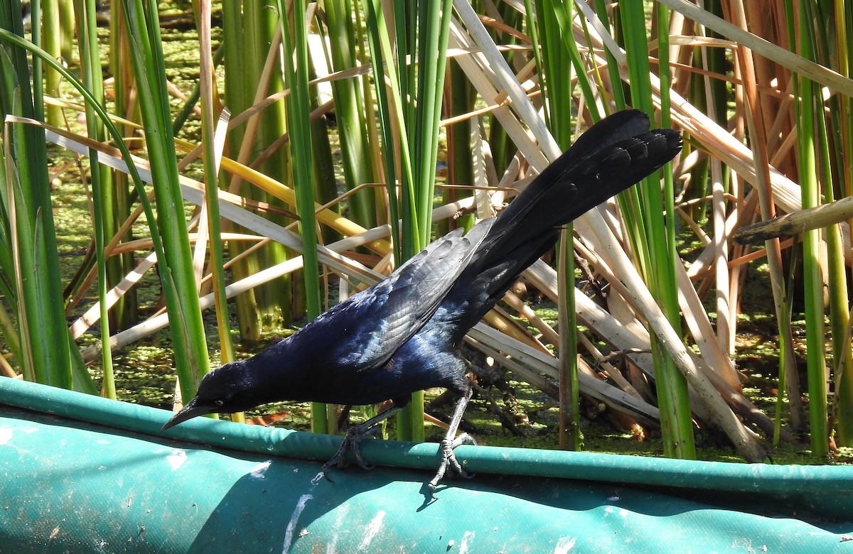 Great-tailed Grackle - ML619607450