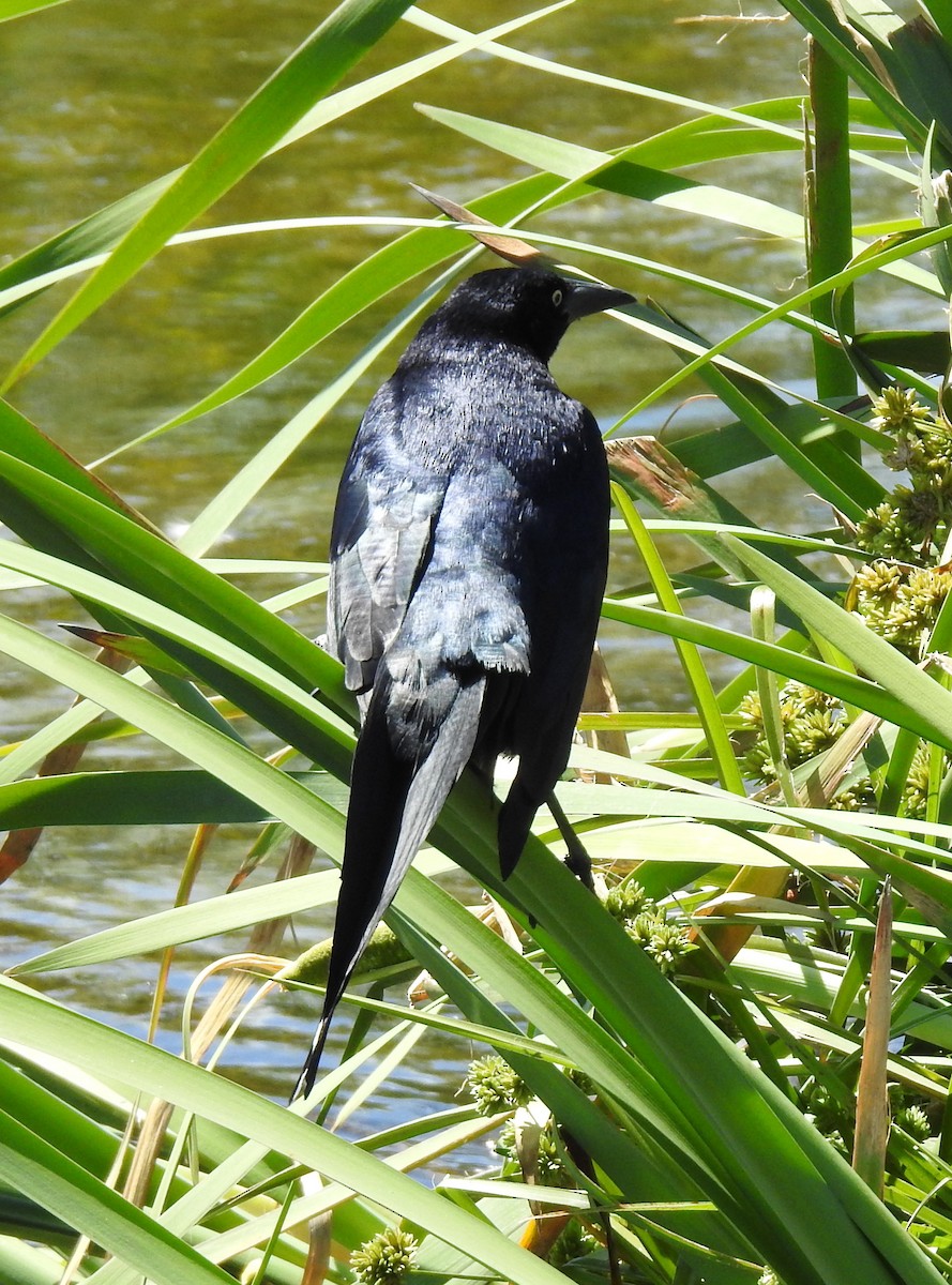 Great-tailed Grackle - ML619607463