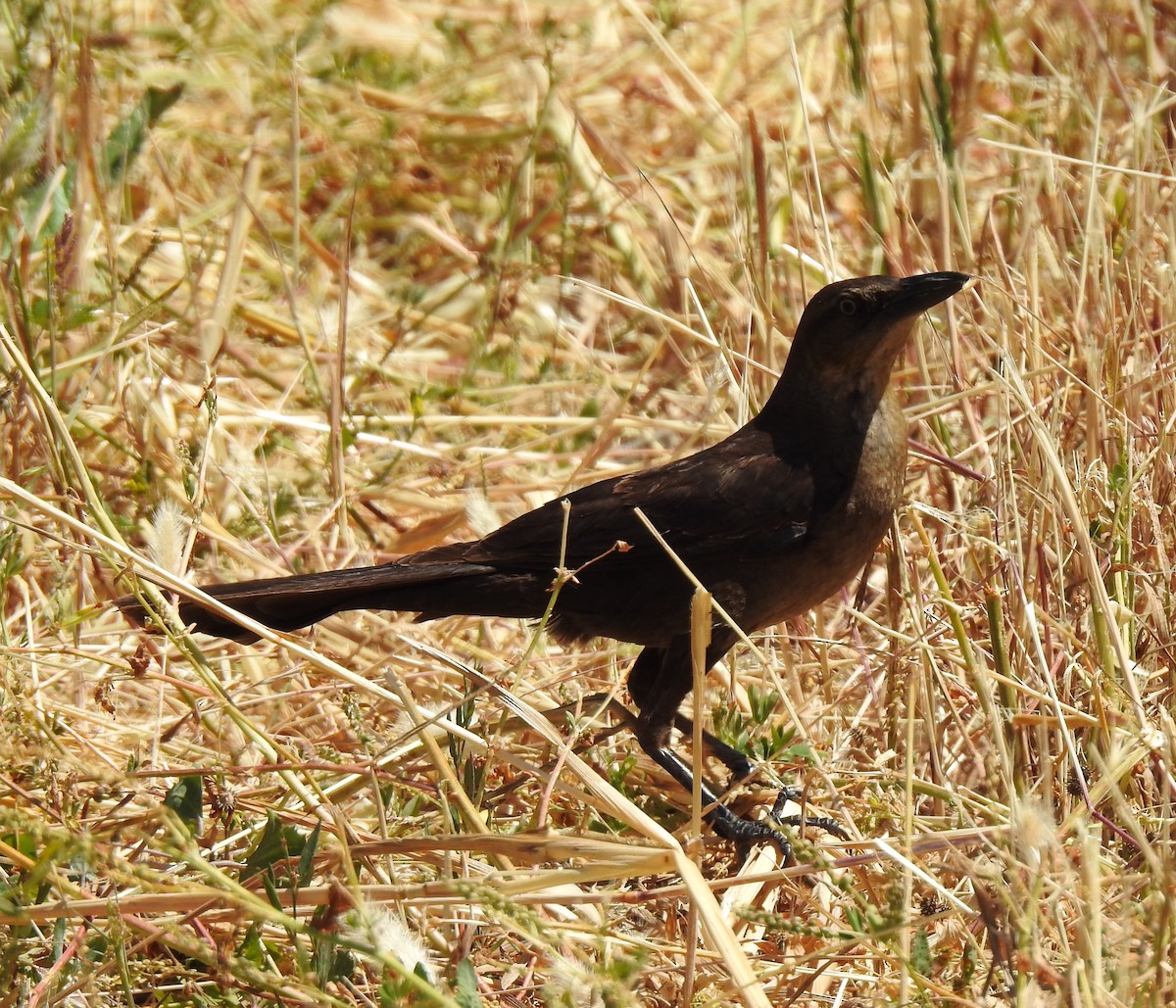 Great-tailed Grackle - ML619607469