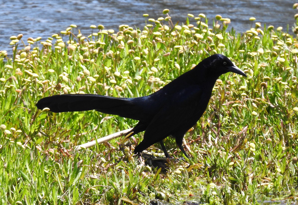 Great-tailed Grackle - ML619607476