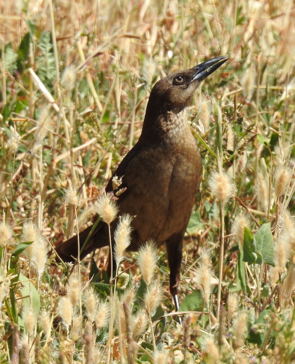 Great-tailed Grackle - ML619607488