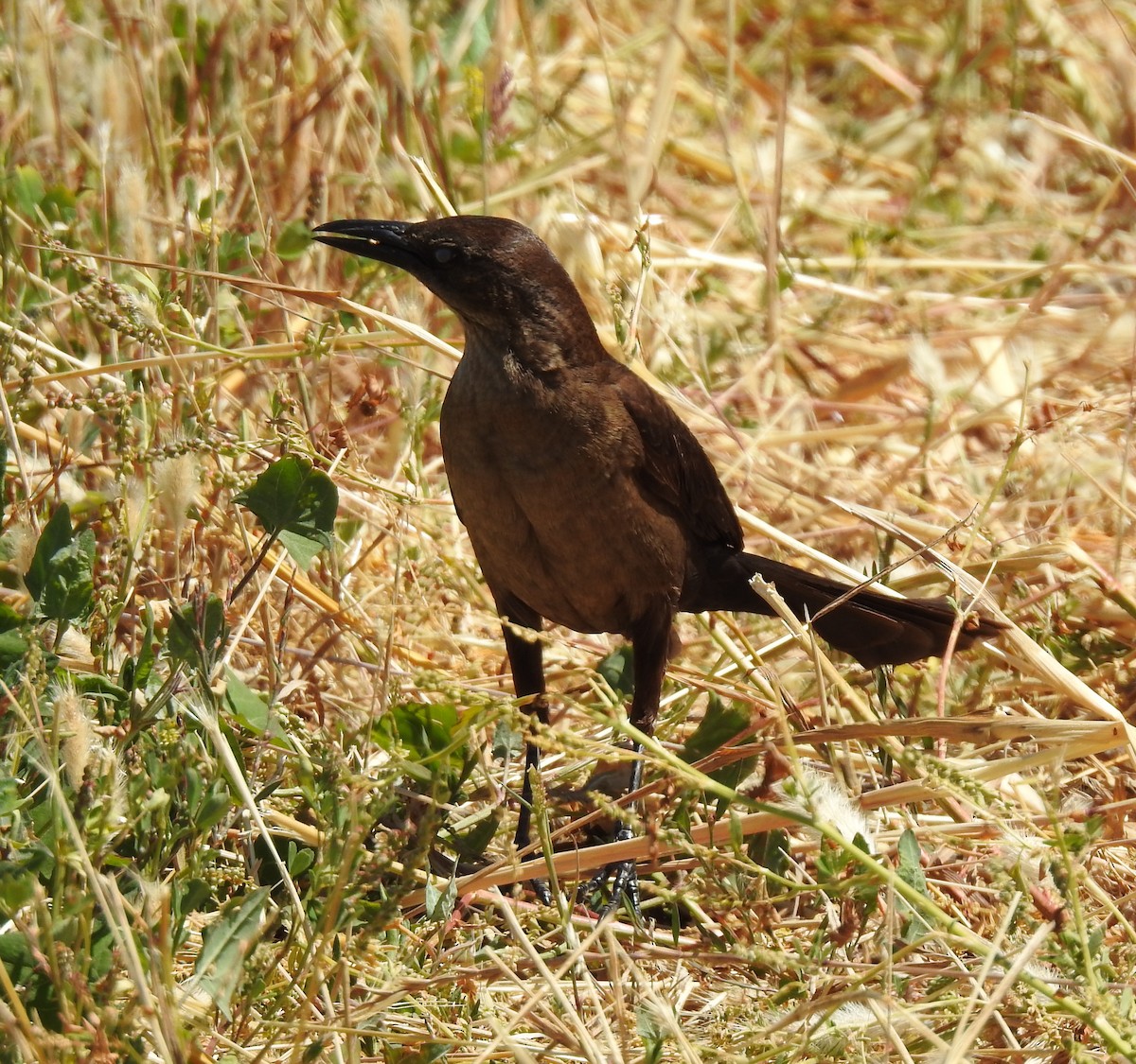 Great-tailed Grackle - ML619607490