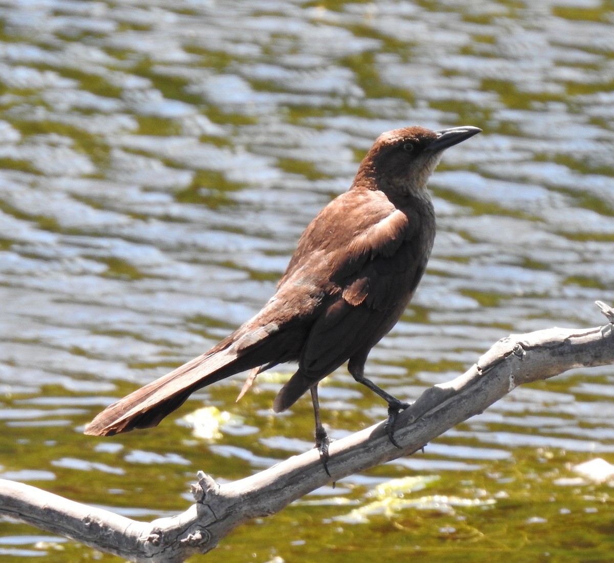 Great-tailed Grackle - ML619607492