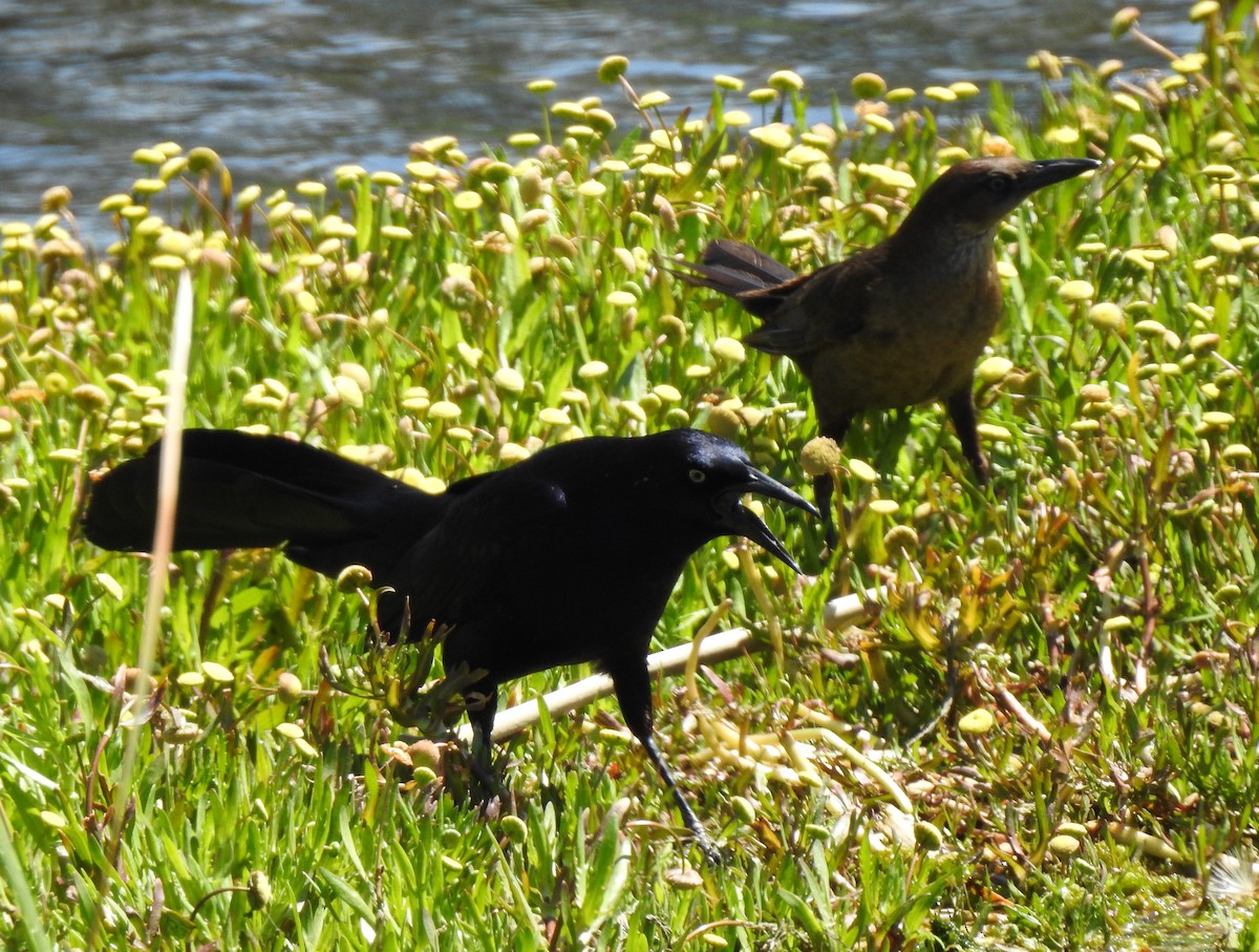 Great-tailed Grackle - ML619607499