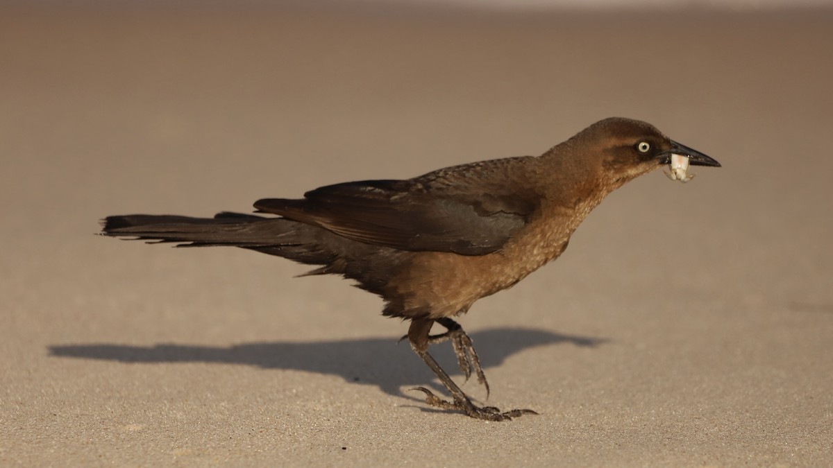 Boat-tailed Grackle - ML619607508