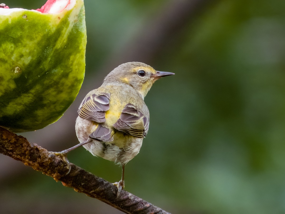 Cape May Warbler - ML619607510