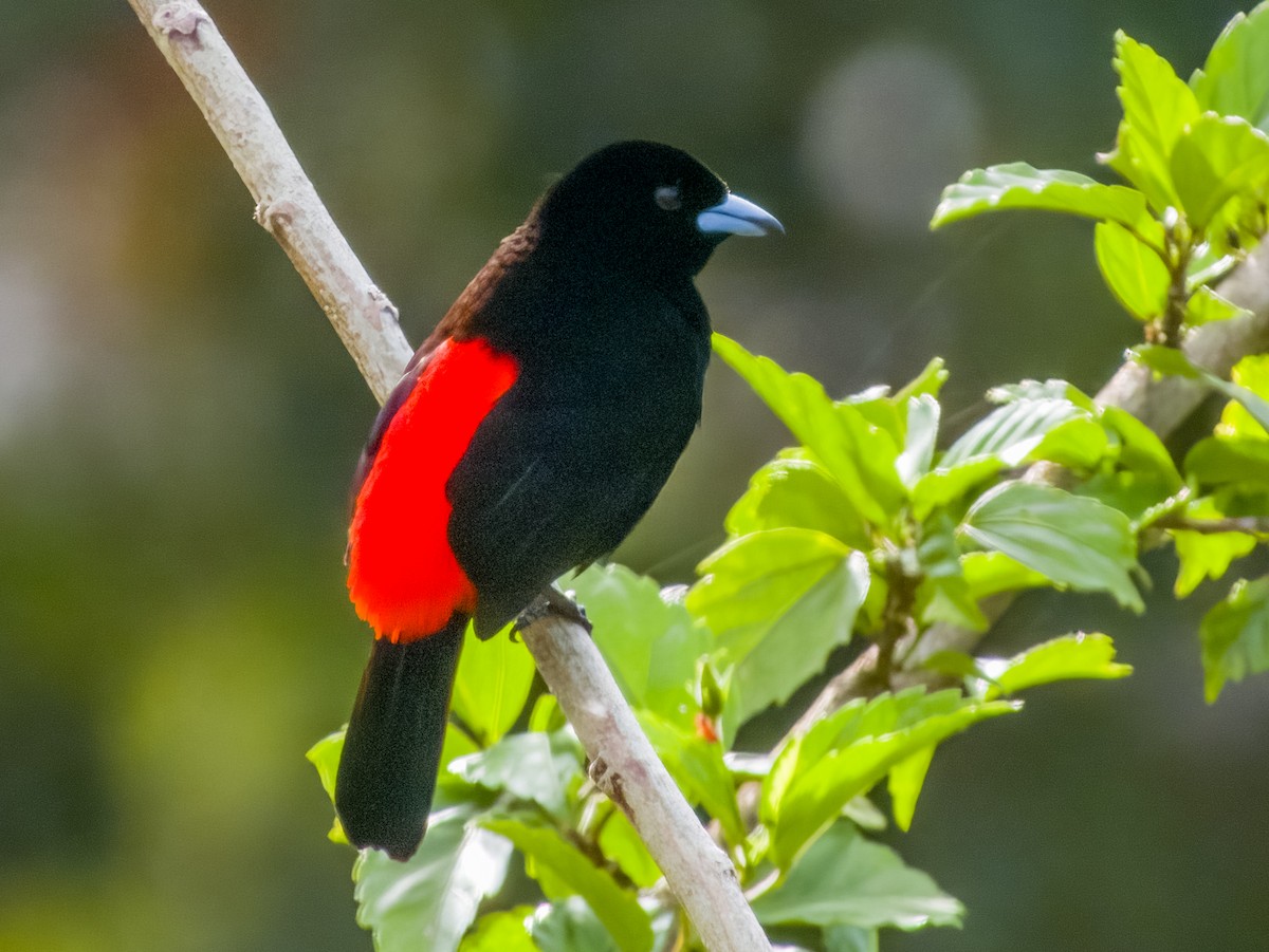 Scarlet-rumped Tanager - ML619607522