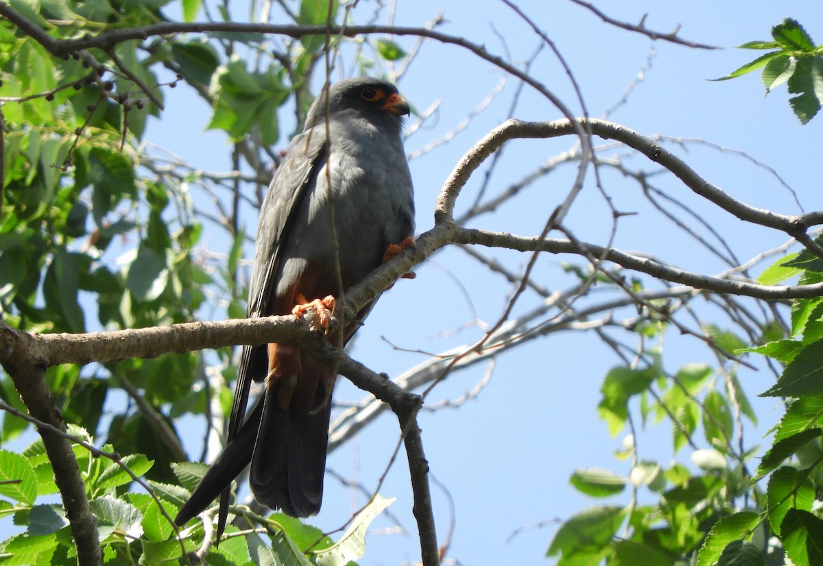 Red-footed Falcon - ML619607545