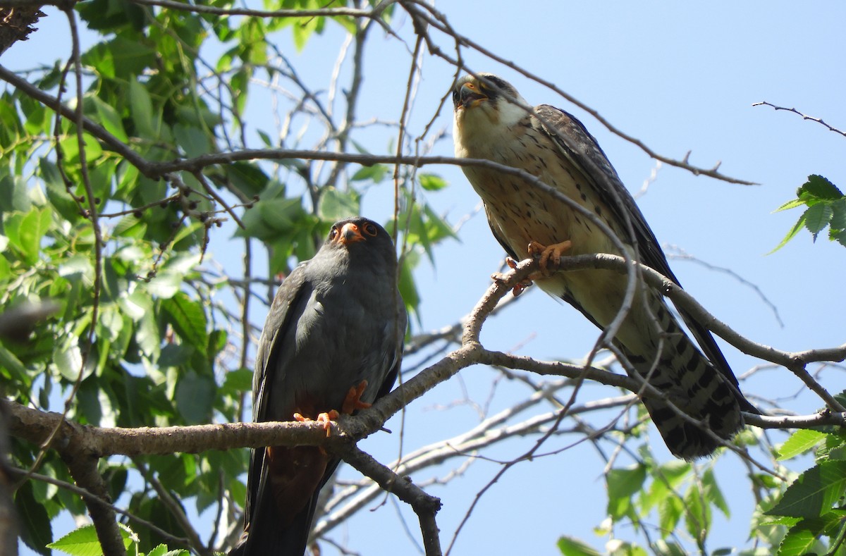 Red-footed Falcon - ML619607546