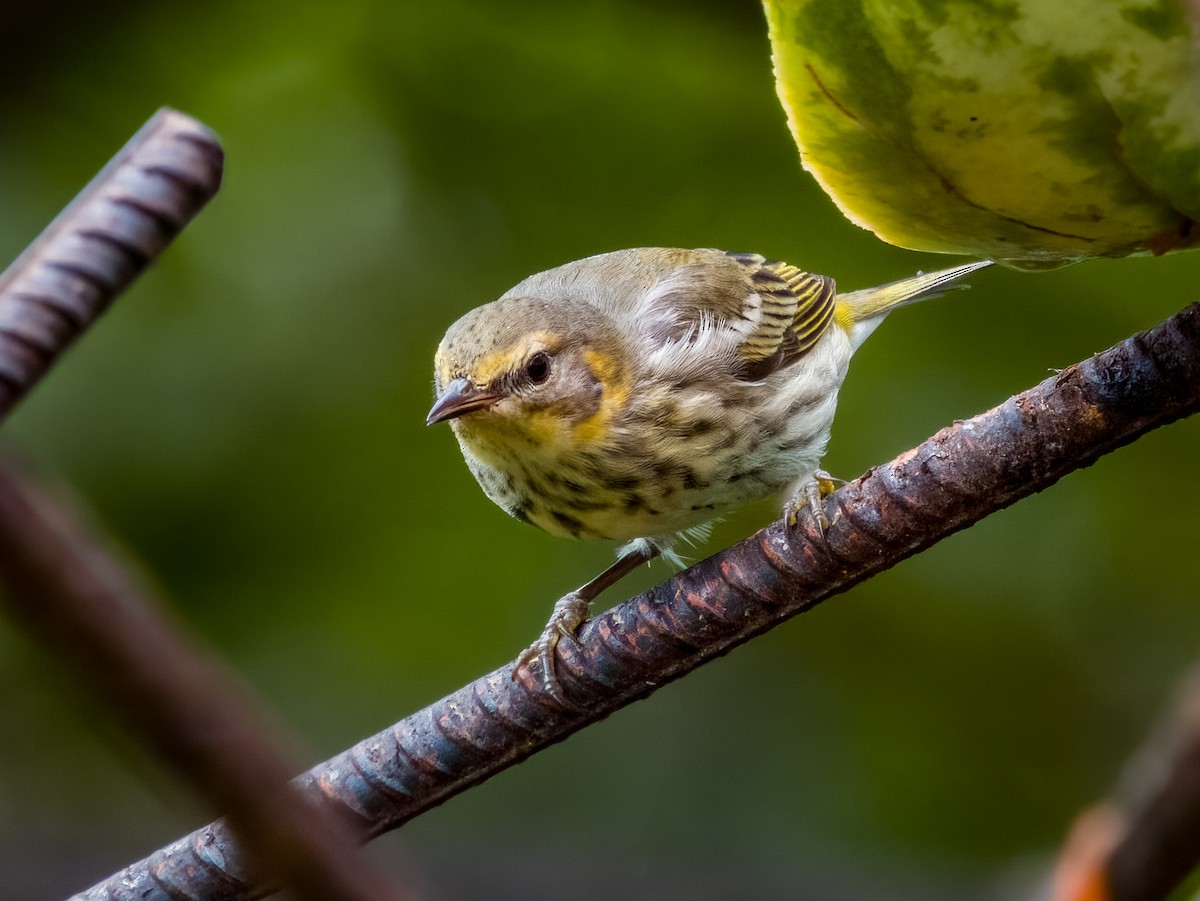 Cape May Warbler - ML619607555