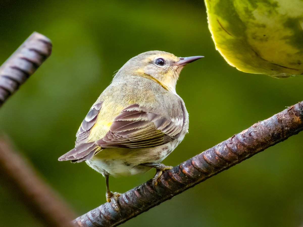 Cape May Warbler - ML619607556