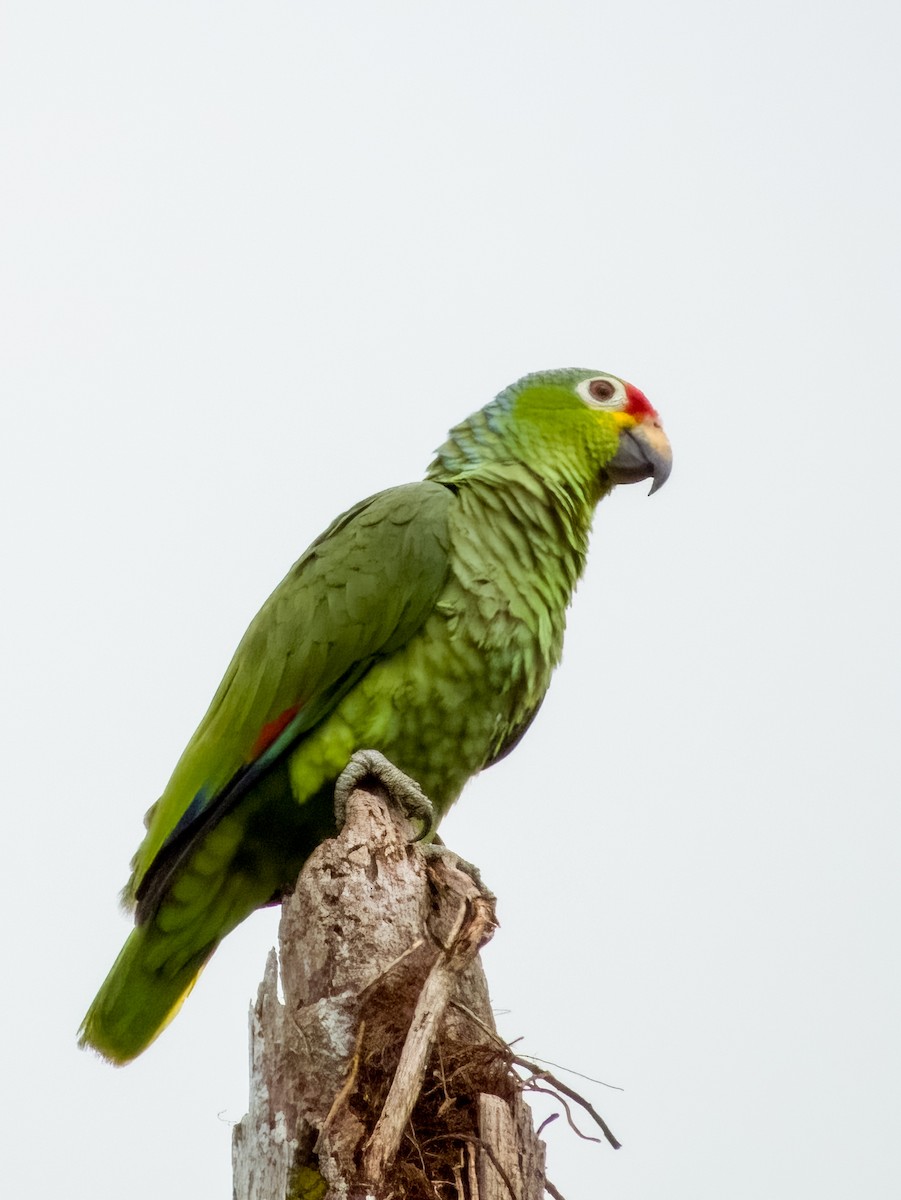 Red-lored Parrot - ML619607578