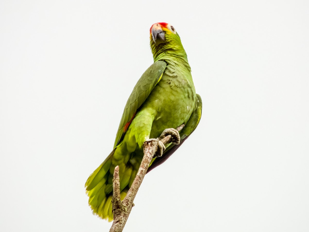 Red-lored Parrot - ML619607579