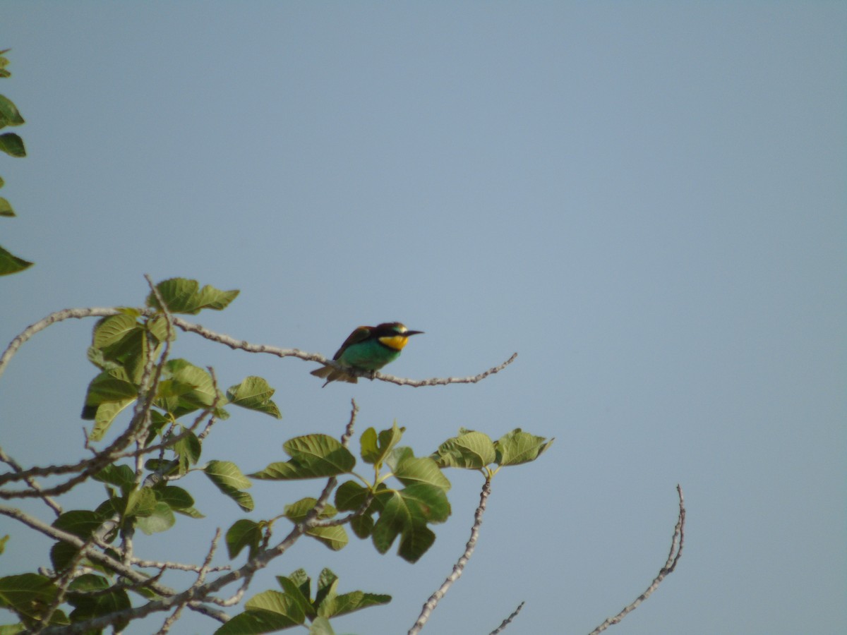 European Bee-eater - ML619607598