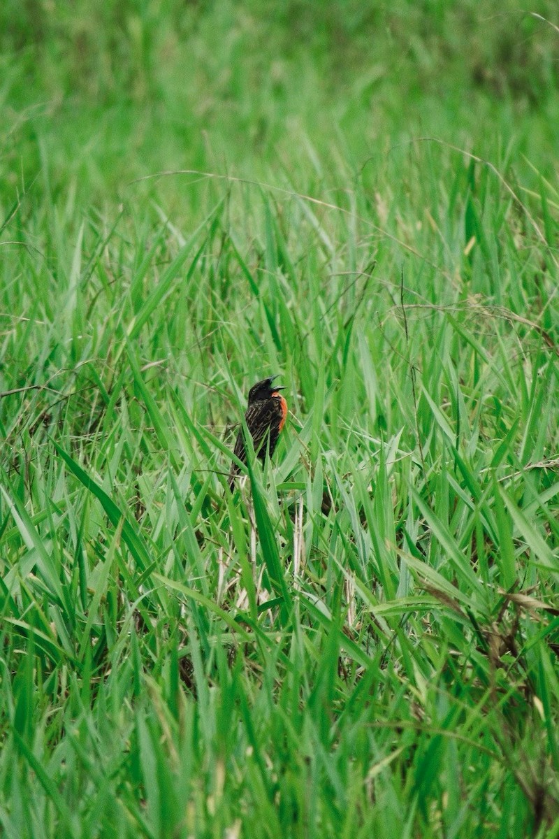 Red-breasted Meadowlark - ML619607631