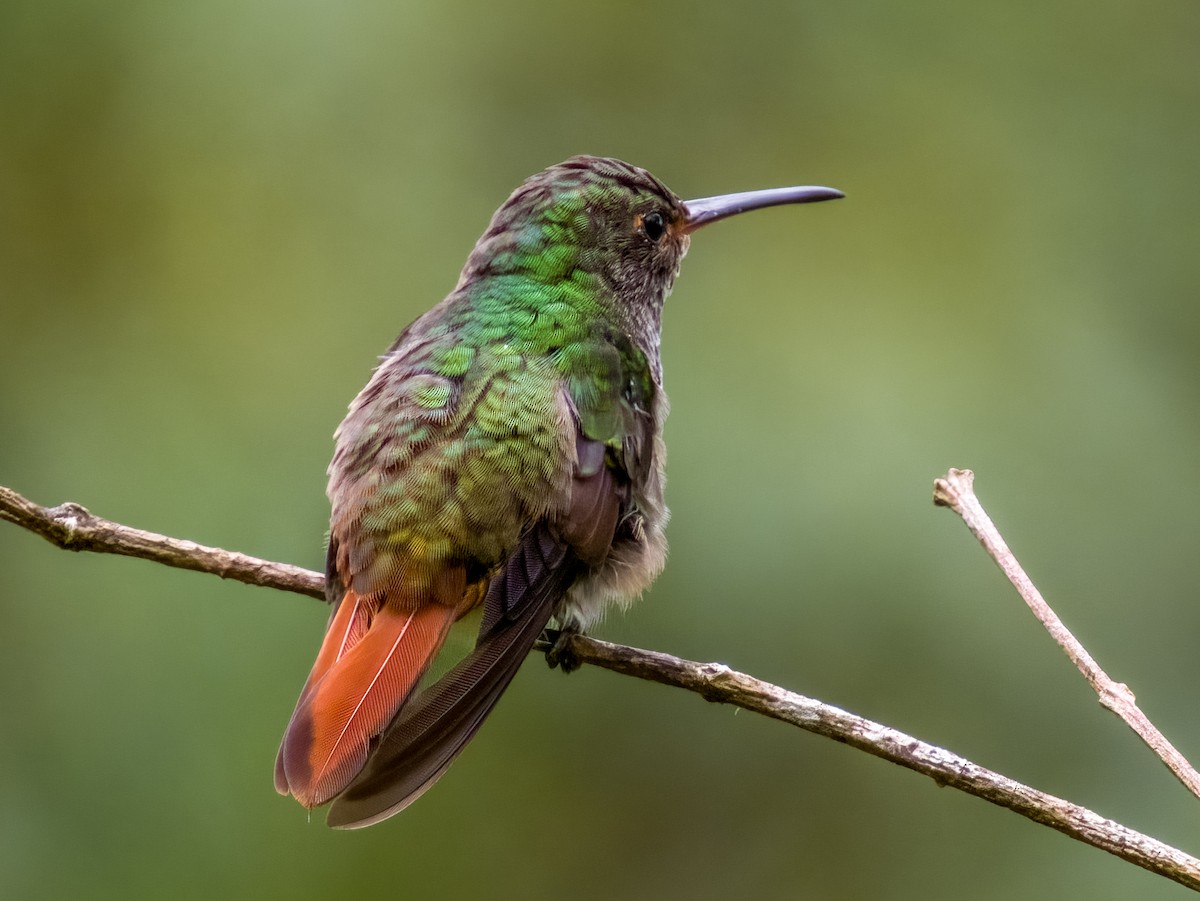 Rufous-tailed Hummingbird - ML619607651