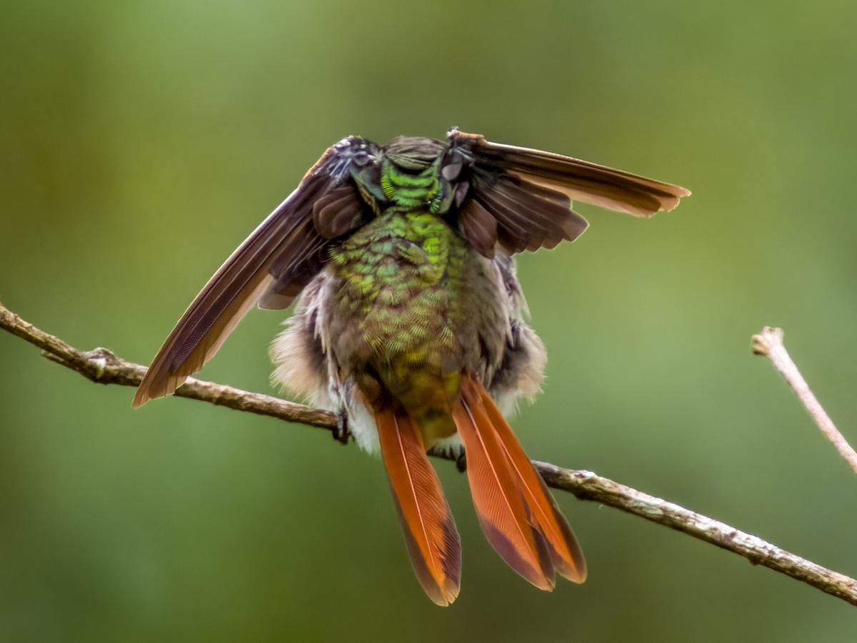 Rufous-tailed Hummingbird - ML619607652
