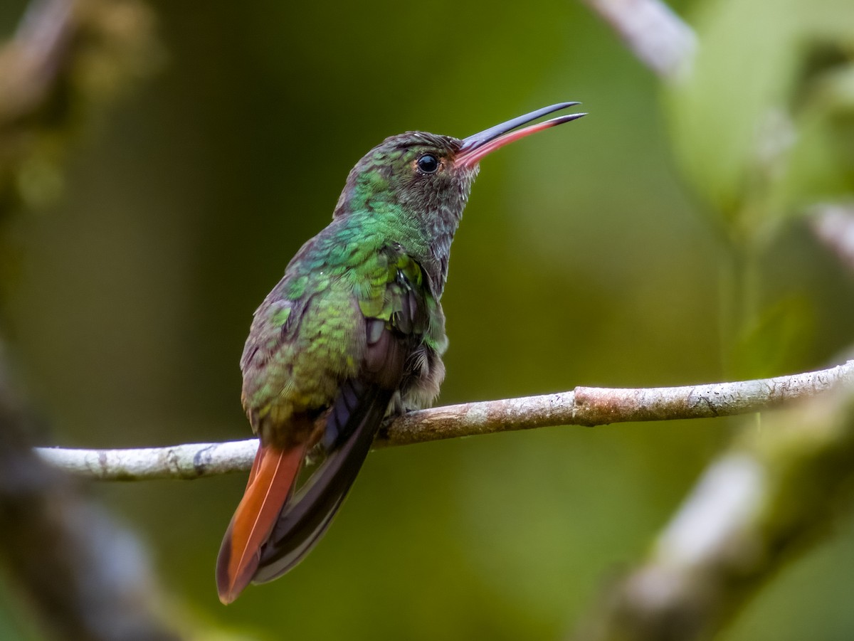 Rufous-tailed Hummingbird - ML619607653