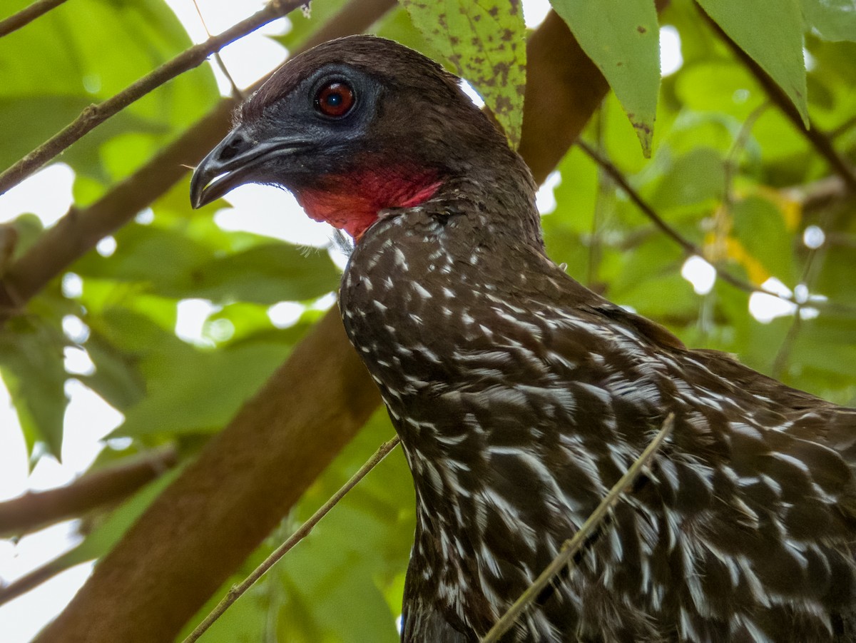 Crested Guan - ML619607673