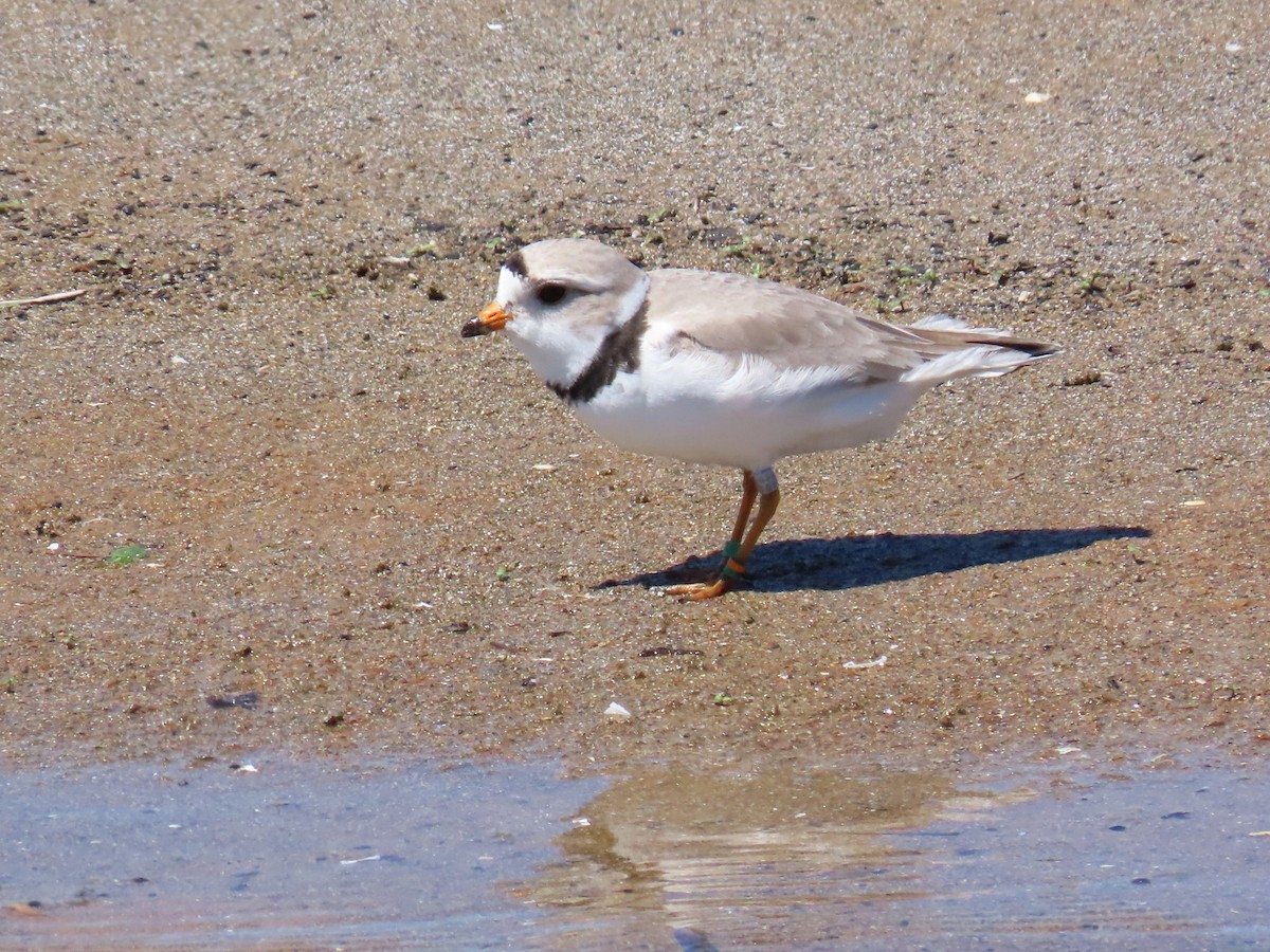 Piping Plover - ML619607675
