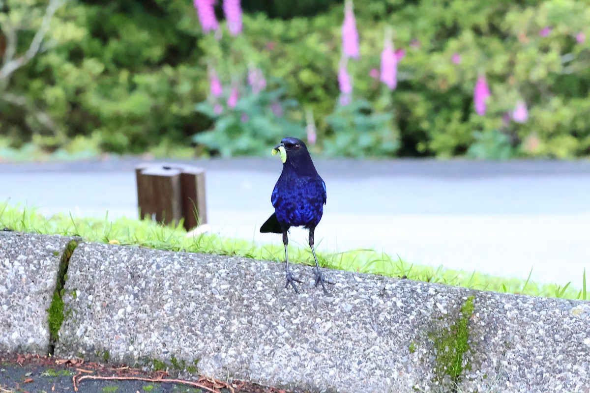 Тайваньская синяя птица - ML619607755