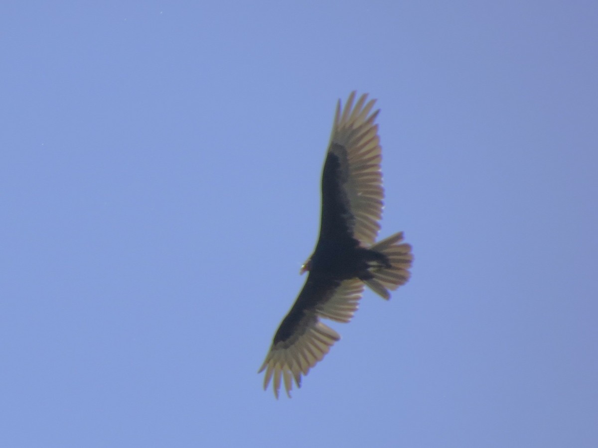 Turkey Vulture - ML619607784