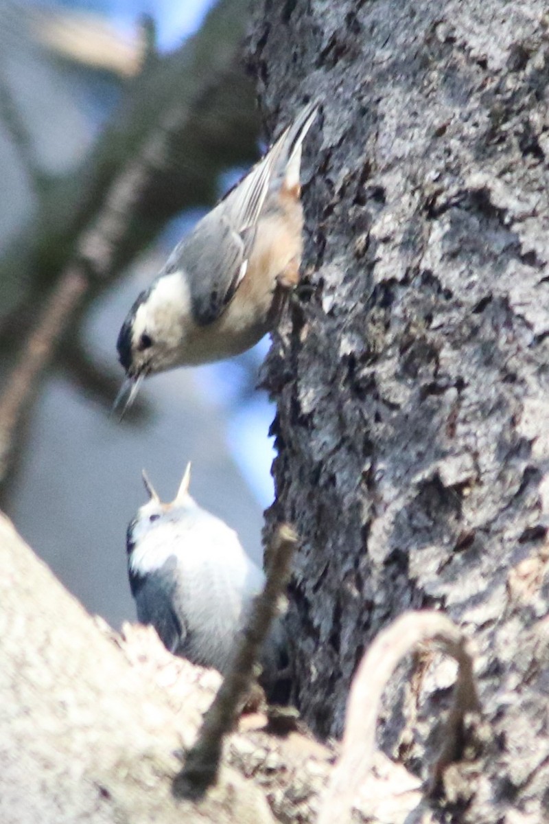 White-breasted Nuthatch - ML619607813
