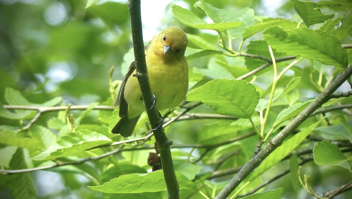 Western Tanager - ML619607864