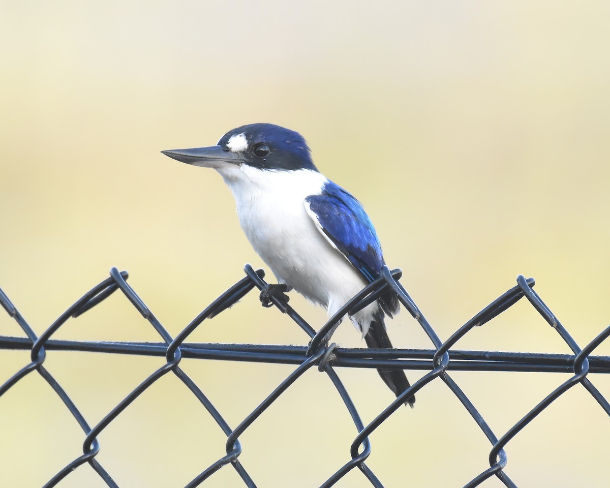 Forest Kingfisher - ML619607904