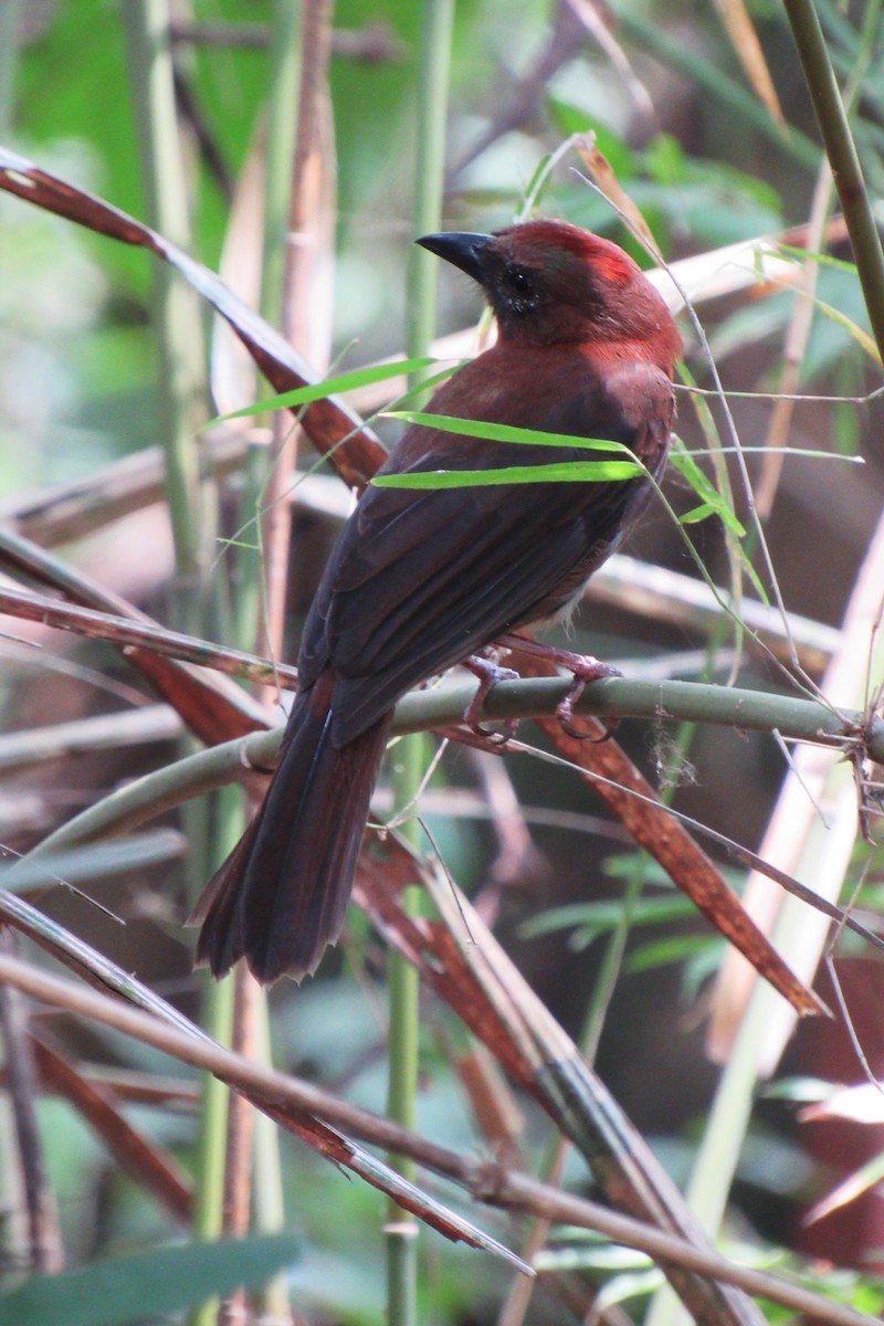 Red-throated Ant-Tanager - ML619607946
