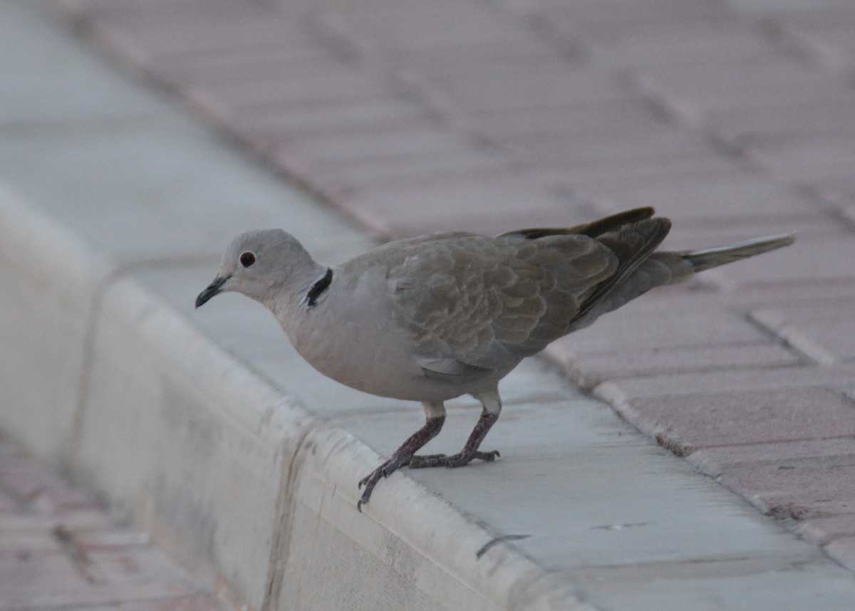 African Collared-Dove (Domestic type or Ringed Turtle-Dove) - ML619608029