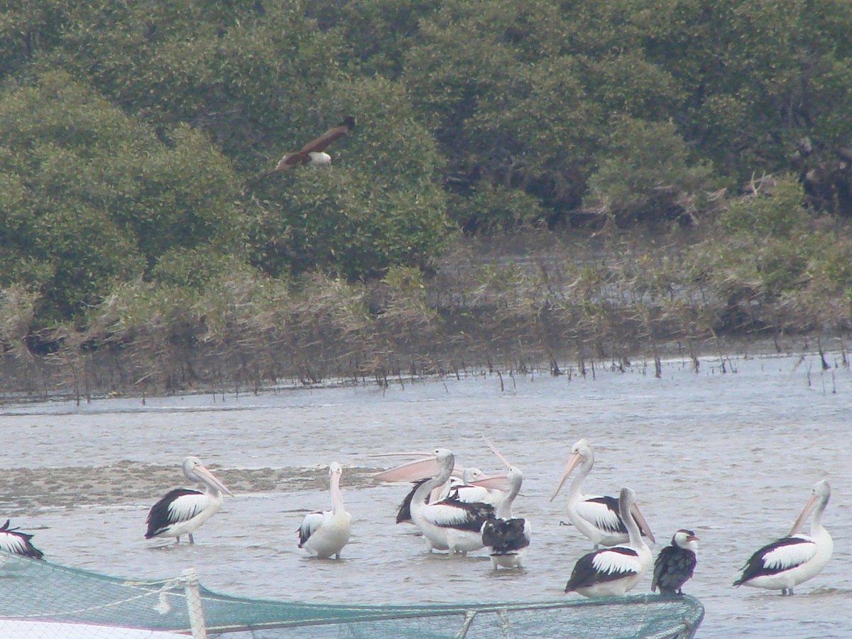 pelikán australský - ML619608061