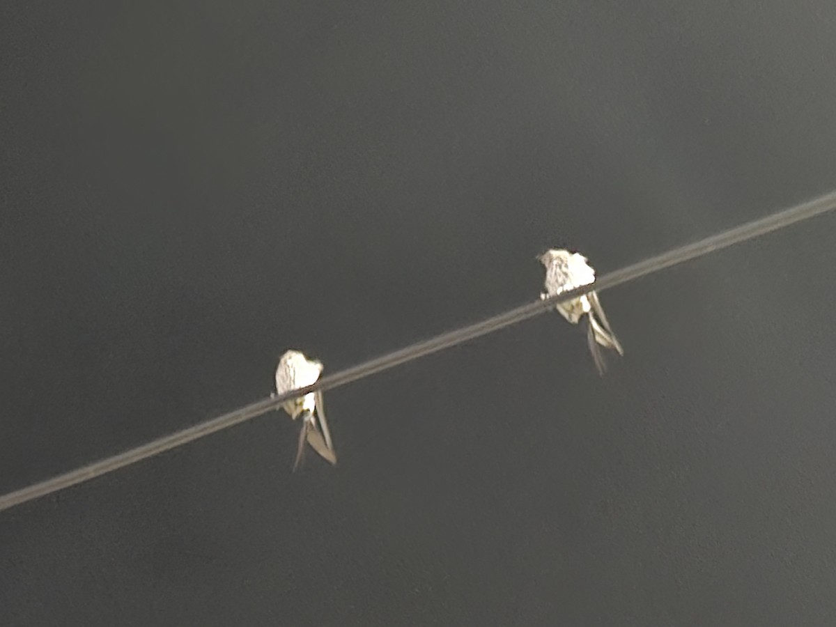 Striated Swallow - ML619608077