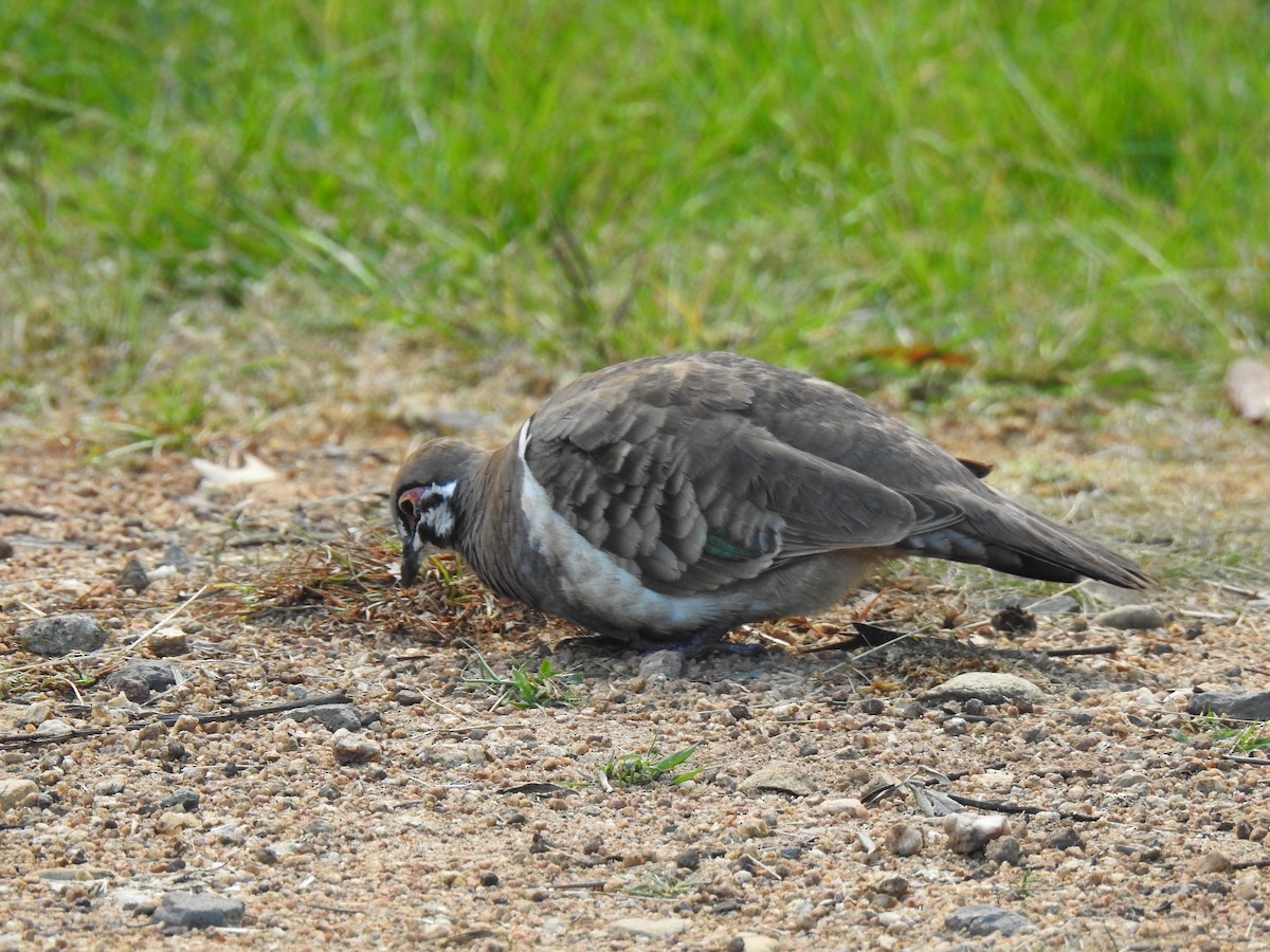 Squatter Pigeon - ML619608088