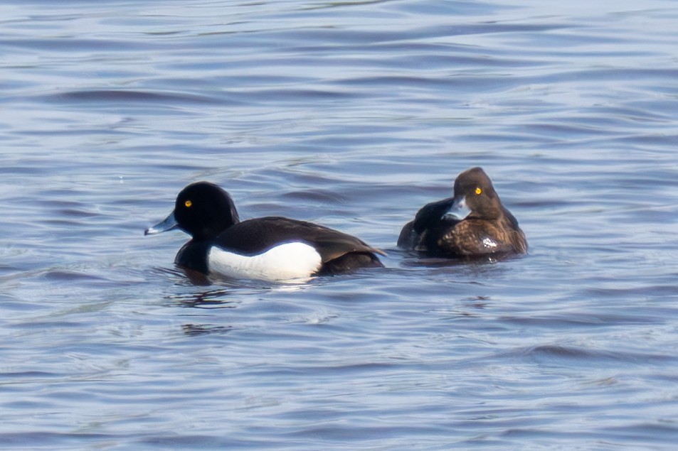 Tufted Duck - ML619608108