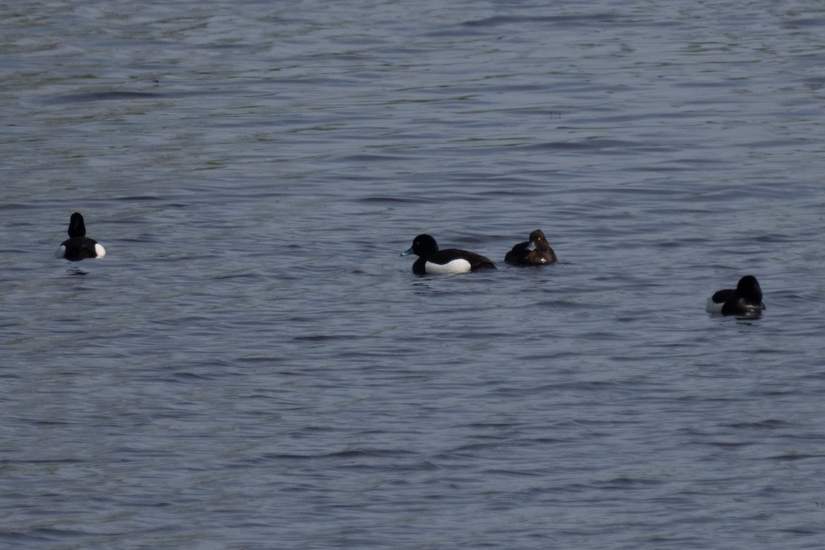 Tufted Duck - ML619608109