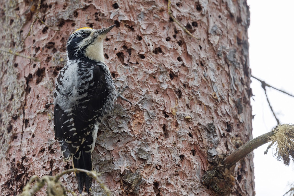 American Three-toed Woodpecker (Northwest) - ML619608114